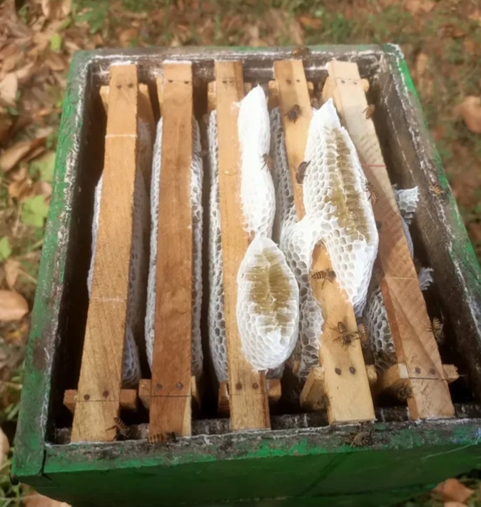 Cultivation Photo 1