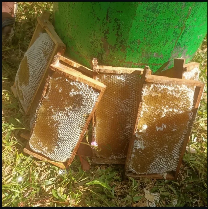 Cultivation Photo 2